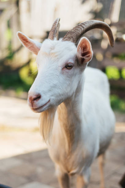 istock White goat on a background of the yard 910976848