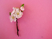 Almond blossom on pink background