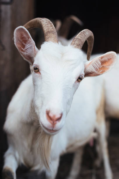 istock White goat on a background of other animals 910978046
