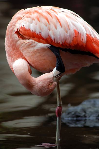 flamingo de cabeça para baixo - fotografia de stock