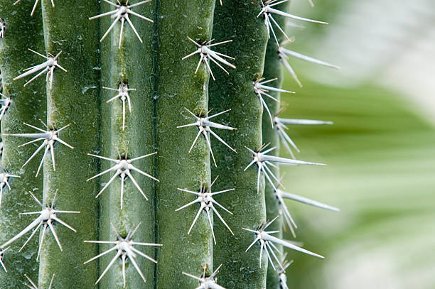 istock Detail of a cactus 91098183