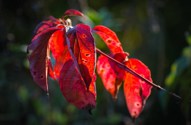 istock Early autumn nature 910983594
