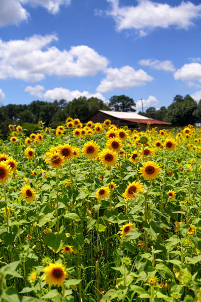 istock Field of Summer Sunflowers 910986778