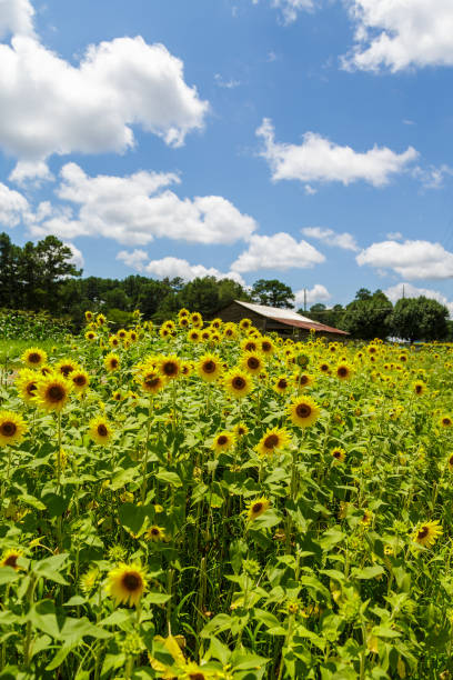 istock Summer Field of Sunflowers 910987390