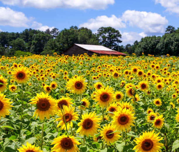 istock Sunflowers with Barn in Distance 910987694