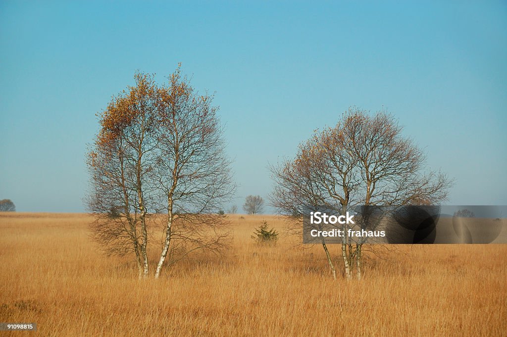 Dois árvores - Foto de stock de Antigo royalty-free