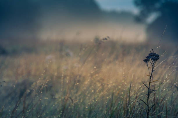 istock Autumn nature in dew and frost 910990570