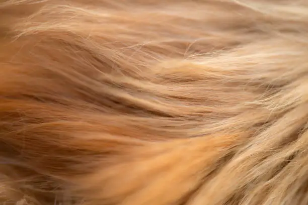Extreme close up of Golden Retriever fur.