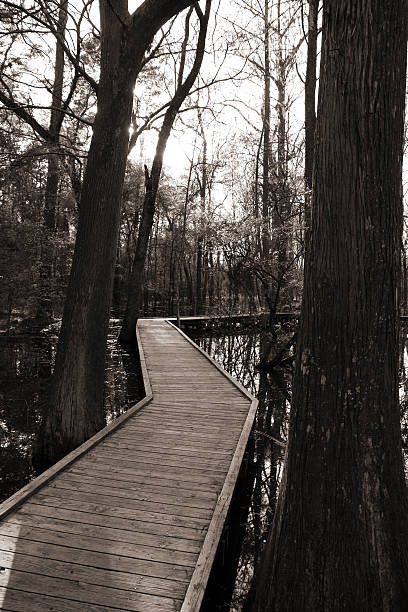 Swamp Walkway stock photo