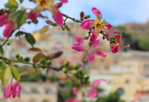 close up of pink flowers of the pink silk floss tree in the for-ground with the fishing village of Positano in the background