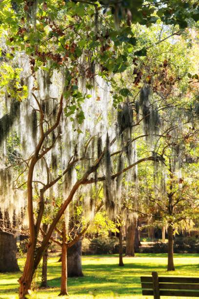 istock Savannah, Georgia Soft Spanish Moss on Park Tree, Bench 910991734