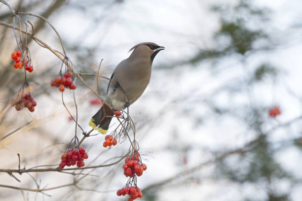 istock The Bohemian waxwing (Bombycilla garrulus) perched in a tree with berries. 910991804