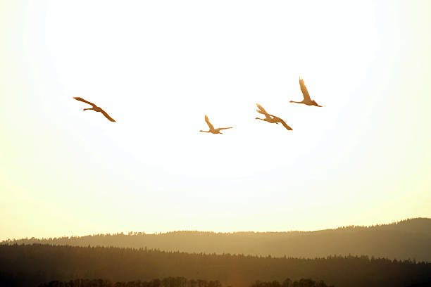 Cygnes volant - Photo