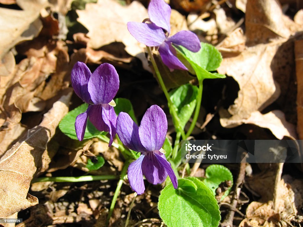 Sweet violets - Foto de stock de Anual - Característica de planta libre de derechos