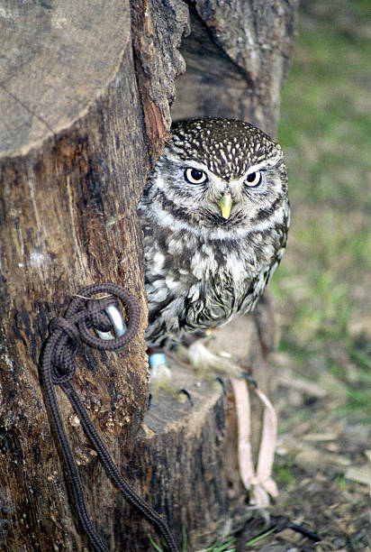 Owl on the lookout stock photo