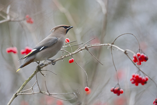 The Bohemian waxwing (Bombycilla garrulus), perched in tree,