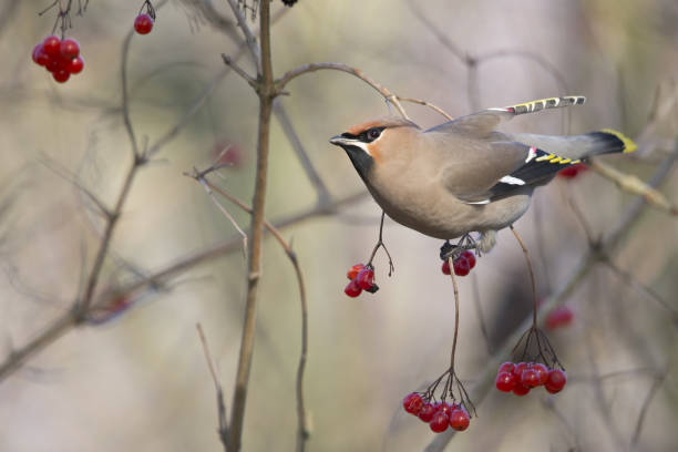 istock The Bohemian waxwing (Bombycilla garrulus) perched in a tree with berries. 910995570