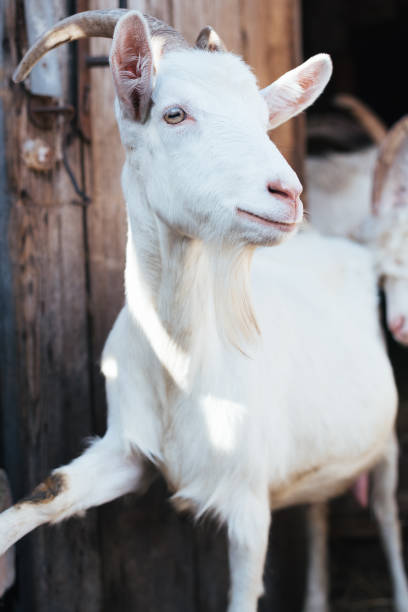 istock White goat on a background of a barn 910995908