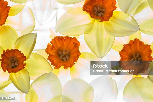 Нарцисс Жёлтый — стоковые фотографии и другие картинки Белый - Белый, Весна, Горизонтальный