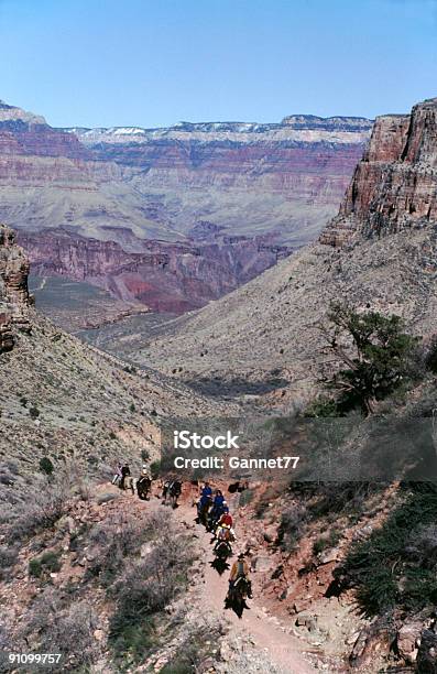 Mulo Treno Nel Grand Canyon Usa - Fotografie stock e altre immagini di Ambientazione esterna - Ambientazione esterna, Arizona, Composizione verticale