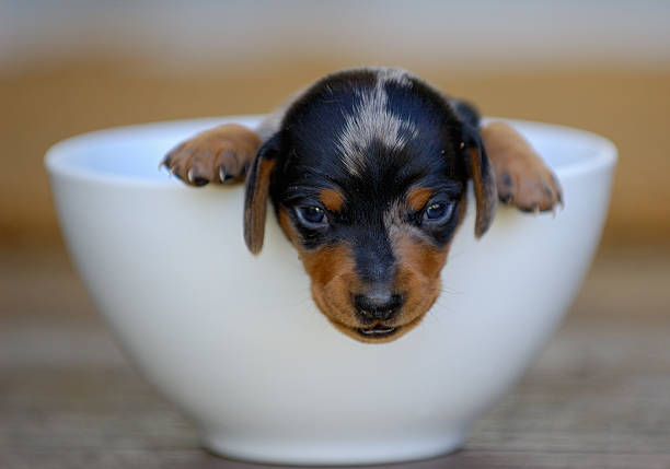 istock Puppy in the bowl 91099906