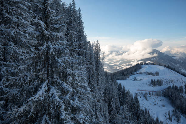 istock Winter forest in Alps 910999588