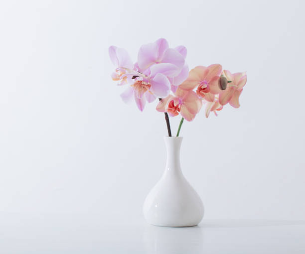 istock beautiful orchids in white vase on white table 911000246