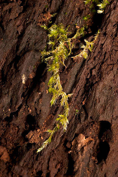 Moss na martwe drewna – zdjęcie