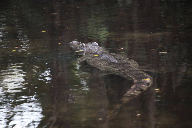 istock crocodile swim in canal 911001042