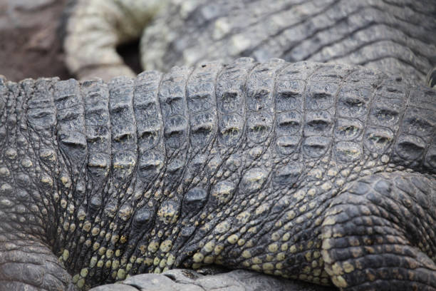 istock close up salt crocodile skin . 911001062
