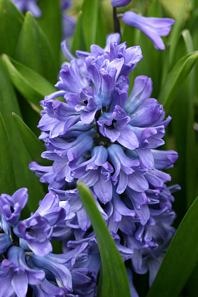 purple hyacinth stock photo