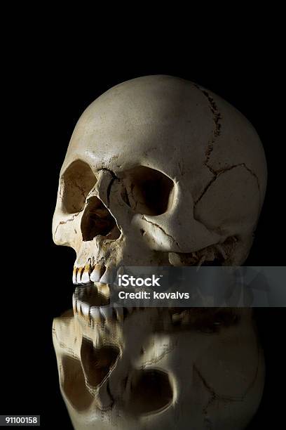 Foto de Cranium e mais fotos de stock de Anatomia - Anatomia, Antigo, Arcaico