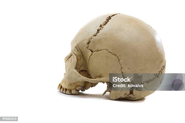 Cranium Stock Photo - Download Image Now - Anatomy, Ancient, Biology