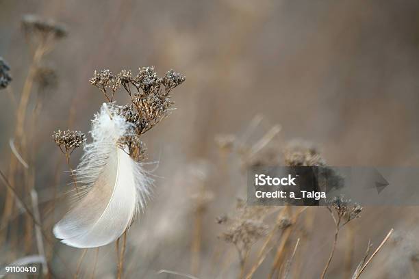 Foto de Pluma E Grama e mais fotos de stock de Acender - Acender, Agricultura, Amarelo