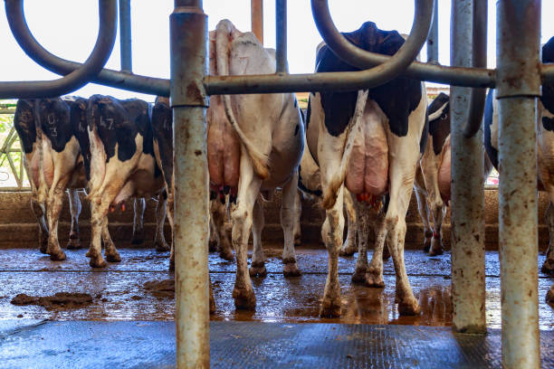 istock Alignment of dairy cows after milking 911006502