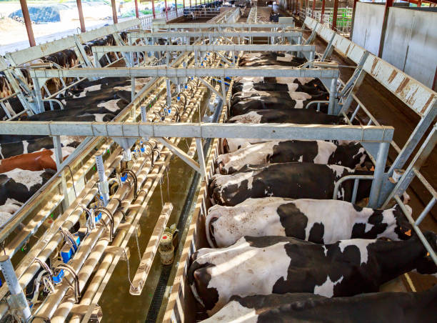 istock Panoramic view of an automated milk milking line 911006508