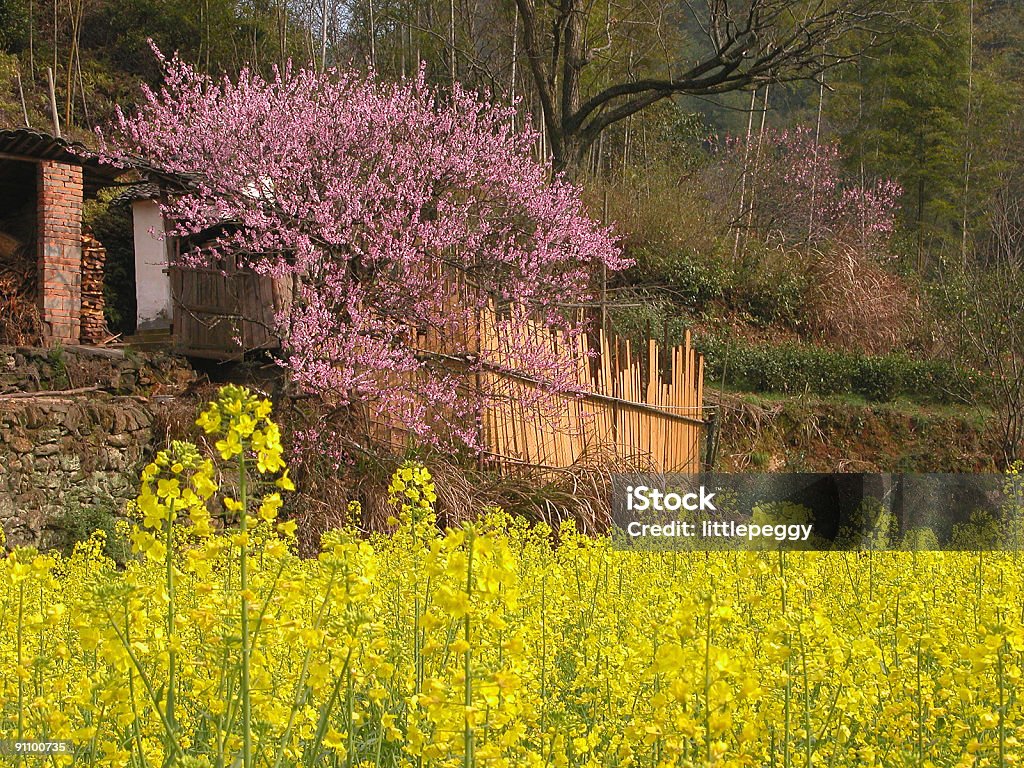 Oleaginosas e Flor de Pessego - Foto de stock de Amarelo royalty-free