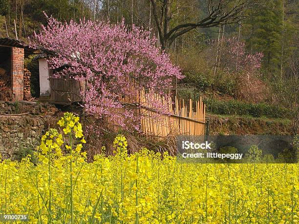 Foto de Oleaginosas E Flor De Pessego e mais fotos de stock de Amarelo - Amarelo, Aromaterapia, Brassica Napus L