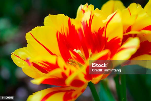 Tulipanes Foto de stock y más banco de imágenes de Aire libre - Aire libre, Amarillo - Color, Amor - Sentimiento