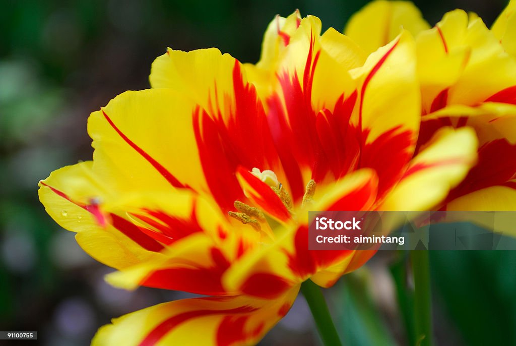 Tulips - Foto de stock de Amarelo royalty-free