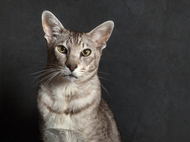 Cat - Oriental Shorthair