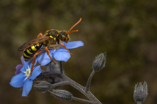 A Gooden's Nomad Bee (Nomada goodeniana) sitting on a garden forget-me-not flower