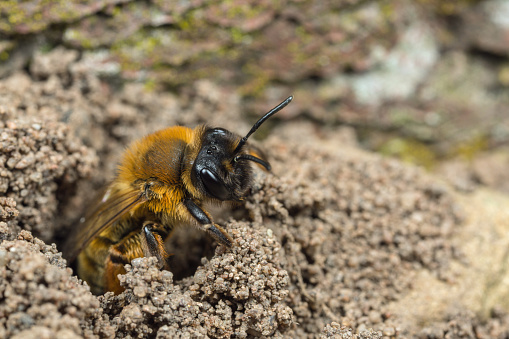 Mining-bee leaving her nest burrow