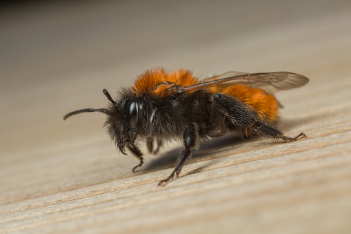 A female Tawny Mining-bee (Andrena fulva) resting on a wooden surface