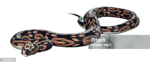 3d Rendering Ball Python On White Stock Photo - Download Image Now ...