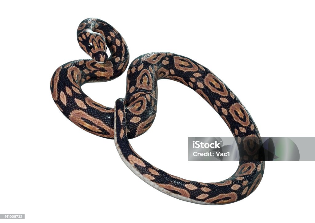 3d Rendering Ball Python On White Stock Photo - Download Image Now ...