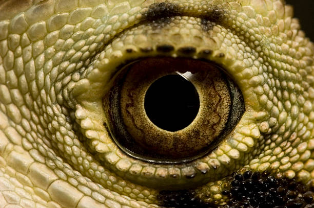 istock Eye of The Dragon 91101110