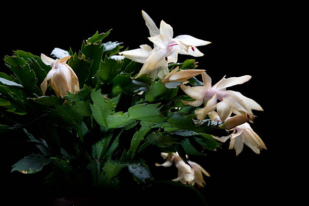 Thanksgiving cactus (Schlumbergera truncatus) Schlumbergera truncatus or Zygocactus truncatus flowers when the days become short in November. zygocactus truncatus stock pictures, royalty-free photos & images