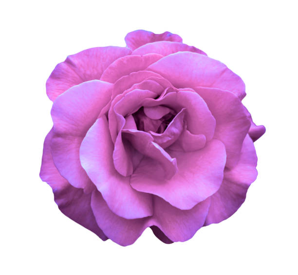 Rose is a perennial flowering plant, which can be erect shrub, climbing or trailing with stems that often have sharp prickles. Flowers vary in size and shape with colors ranging from white, yellow, purple, orange, pink to red. The blooming time is from early summer to fall.