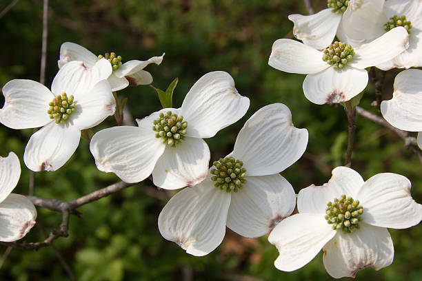 Cornus kousa, commonly called Japanese dogwood, Kousa, and Kousa dogwood, is native to East Asia and is a small, deciduous flowering tree, with bloom occurring from late spring to early summer (May-June). Kousa dogwood “flowers” are four petal-like white bracts which surround the center cluster of yellowish-green, true flowers. Flowers are followed by berry-like fruits which mature to a pinkish red in summer.